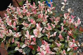 Place the jasmine in the hole and firm the soil around it, taking care not. Trachelospermum Asiaticum Asian Star Jasmine Asiatic Jasmine Yellow Star Jasmine North Carolina Extension Gardener Plant Toolbox