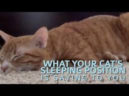 7 Cat Sleeping Positions And What They Mean In 2020 Cat Sleeping Positions Cat Sleeping Sleeping Positions