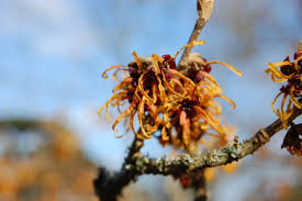 Image result for Hamamelis mollisi