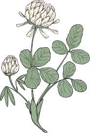Huge collection, amazing choice, 100+ million high quality, affordable rf and rm images. Clover Plant Clipart Free Download Transparent Png Creazilla