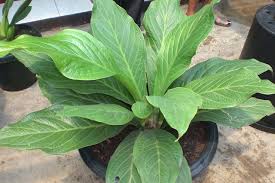 Jual beli tanaman gelombang cinta online terlengkap, aman & nyaman di tokopedia lengkapi kebutuhan rumah anda dengan tanaman gelombang cinta terbaik & berkualitas di tokopedia! 10 Jenis Anthurium Berdaun Lebar Ada Yang Harganya Fantastis