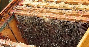 Bienenzucht Und Bienenhaltung Fur Selbstversorger Bienenhaltung Bienen Bienenzucht
