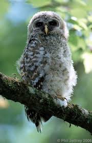 Bird That Sounds Like An Owl Juvenile Barred Owl Owl Photos Owl Pet Birds