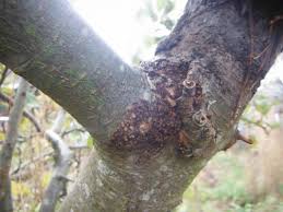 Choose a space on a branch or sapling that is 1⁄4 inch (0.6 cm) to 1 inch (2.5 cm) in diameter. Zulvadqhdmynhm