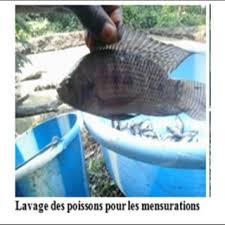 Image result for Leptonychia tokana