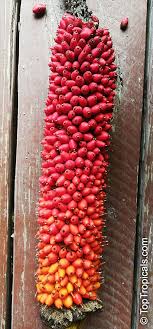 Corpse flower, death flower, titan arum. Amorphophallus Sp Voodoo Lily Devils Tongue Snake Palm Corpse Flower Elephant Foot Yam Toptropicals Com