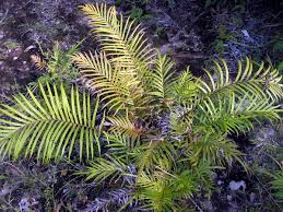 Image result for Blechnaceae