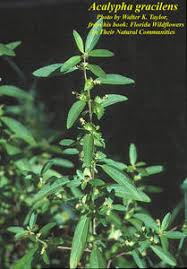 Image result for Acalypha segetalis