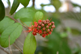 Image result for Combretum constrictum