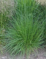 Image result for Deschampsia