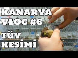hobihanem kanarya vlog 6 alt tuy kesimi 13 03 2017 youtube youtube vlogging