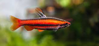 Нанностомус мортентхалери нанностомус красный red arc pencilfish coral red pencilfish nannostomus marginatus mortenthaleri paepke & arendt, 2001. Coral Red Pencilfish Care Tropical Fish Hobbyist Magazine