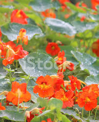We did not find results for: Trailing Red And Orange Nasturtiums Annual Nasturtium Flowers Stock Photos Freeimages Com