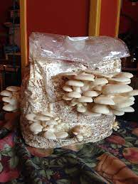 Oyster Mushroom Cultivation Kit Indoor Oyster Mushroom Growing Kit Oyster Mushroom Grow Kit Homegrown Oyster Mushroom Smugtown Mushrooms Mushroom Grow Kit Oyster Mushroom Cultivation Mushroom Cultivation