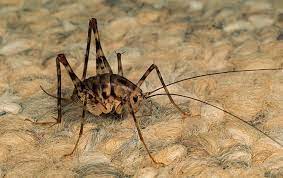Are crickets attracted to light? Are Camel Crickets Dangerous