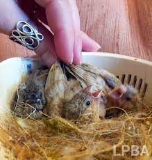 Incubators Hand Feeding The White Finch Aviary