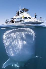 Captures Giant Whale Shark Looming Beneath Boat Full Of Tourists Whale Shark Shark Swimming Whale