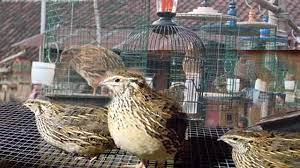 Cara ternak burung puyuh petelur, mengenal burung puyuh, burung puyuh liar, burung puyuh petelur: Tips Memilih Dan Merawat Puyuh Agar Rajin Bunyi Di Kontes Suara Om Kicau