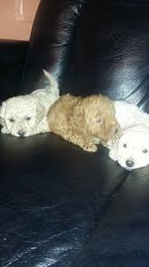 See more ideas about cockapoo puppies, cockapoo, puppies. F1 Cockapoo Puppies For Sale In Hurt Virginia Classified Hoodbiz Org