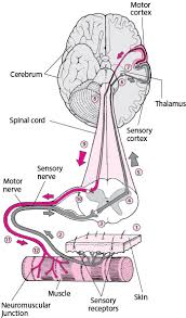 Amyotrophic lateral sclerosis (als) is a progressive neurodegenerative disease that affects nerve cells in the brain and the spinal cord. Amyotrophe Lateralsklerose Als Und Sonstige Motoneuronerkrankungen Mnd Storungen Der Hirn Ruckenmarks Und Nervenfunktion Msd Manual Ausgabe Fur Patienten