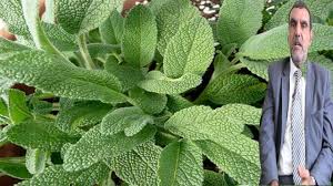 فوائد الميرمية السالمية وفوائدها للشعر وللحمل وللجنس ولتكبير الثدي Al Fayed محمد الفايد Youtube Love Lies Bleeding Flowers Plants
