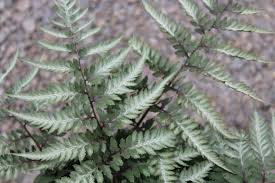 Image result for Athyrium newtonii