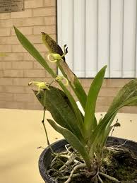 Image result for Angraecum calceolus