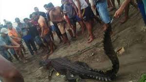 Arti mimpi digigit ular selalu dipahami sebagai hal yang negatif atau tak jarang mengerikan. Viral Pawang Bunuh Buaya Besar Pakai Tombak Setelah Gigit Warga Halaman All Tribun Lampung