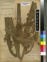 Image result for Cyperus renschii