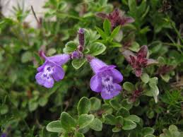 Image result for Clinopodium uhligii