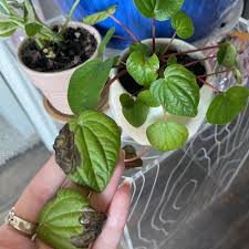 Image result for Peperomia molleri