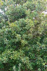 Image result for Rapanea