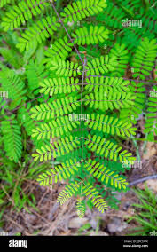 Image result for Caesalpinia sappan