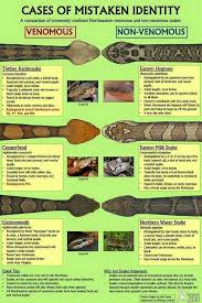 U S Guide To Venomous Snakes And Their Mimics Common