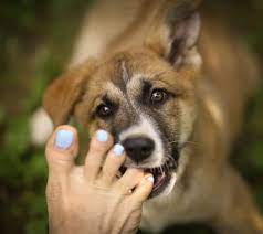 Why German Shepherds Nibble