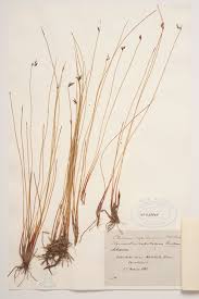 Image result for Tetraria