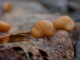 Image result for Ficalhoa laurifolia