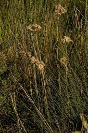 Image result for Helichrysum cephaloideum