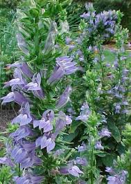 Blue perennial flowers zone 6. Perennials For Season Long Bloom