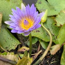 Image result for Nymphaea nouchali