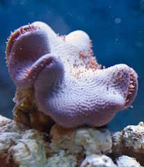 Image result for Sarcophyte