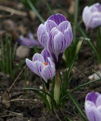 The Saffron Plant Is Also An Indicator Of The Beginning Of Phenological Spring Calendar Saffron Plant Wild Plants Plants