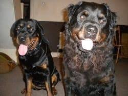 Rottweiler puppies for sale, rottweiler dogs for adoption and rottweiler dog breeders. The Long Haired Rottweiler Everything You Need To Know