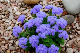 Image result for Ageratum