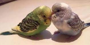 wae vd meijden adli kullanicinin budgie s how sweet and lovely panosundaki pin guzel kuslar kus