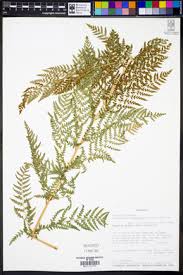 Image result for Dryopteris athamantica