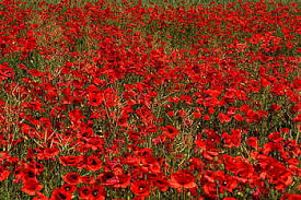 Wizard of oz field of flowers. Royalty Free Red Poppy Field Of Corn Photos Free Download Pxfuel