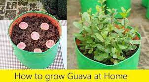 How To Grow Guava At Home From Seeds In 2021 Terrace Garden Home And Garden Guava