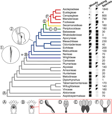 Image result for Apocynaceae subfamilies Asclepiadoideae and Secamonoideae