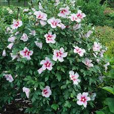 Image result for Hibiscus pusillus